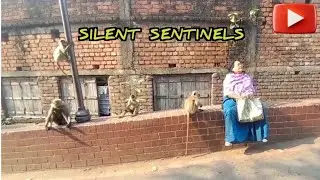 Silent Sentinels | Monkey Love | Animal Lover | Monkey feeding | Monkey Kids 
