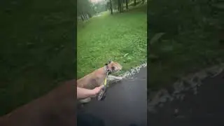 Геркулесовая пума и её борьба за жизнь