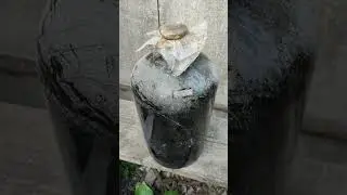 Обнаружен Пино нуар 2017 года !🍇 #дача #виноделие #сад #домашнее