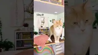 The cats have invaded the dollhouse! 