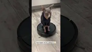 Кот убирается в квартире🧹🙈