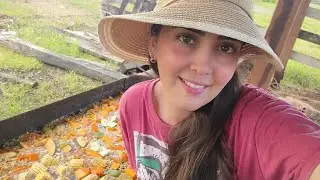 Como criar PORCO com BAIXO CUSTO!