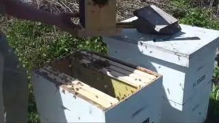 Installing a Package of Bees