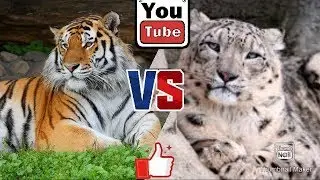 Снежный барс против Бенгальского Тигра. Snow Leopard against Bengal tiger.