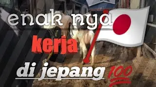 Ternyata kerja di peternakan jepang begini ya!! yuk cari tahu selengkapnya..