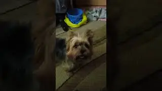 После сытного обеда... 🐶. 