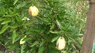 Pepino or Melon Pear. Our experience of growing.