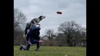 What I look for with a dog back vault