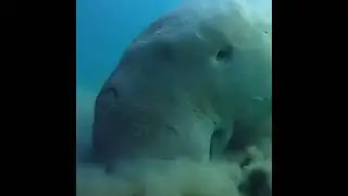 gajah di dasar laut