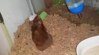 Screamer and her rice pop