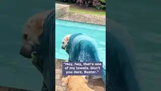 Like having a toddler #dog