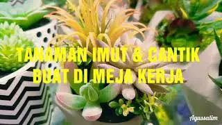 TANAMAN HIAS BUAT DI MEJA KERJA