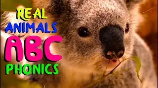 ANIMAL ABC PHONICS | kids alphabet song