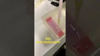 👩🏼‍🔬PCR & Gel electrophoresis LAB 🧪 | Apollo 