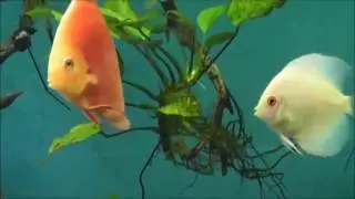 Beautiful Discus Tank
