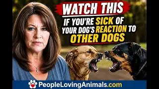 Dog Aggression Towards Other Dogs  | Stop Dog on Dog Aggression | How to Stop Dogs Fighting