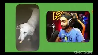 حال الكلاب في الشارع بعد نزول الترند الجديد