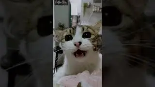 Kucing marah marah minta makan