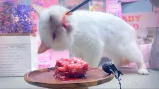 Cat Eating Raw Meat Cake | Beef+ Rabbit | Dao’s ASMR