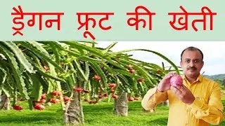 Dragon fruit cultivation