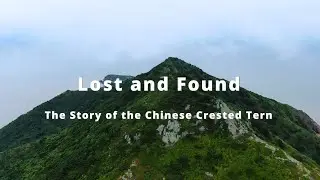 Wildlife Conservationist Observes Rare Seabird, Chinese Crested Tern | Geely's Blue Guardian Project