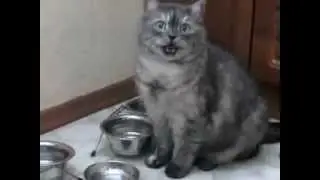 КотЭ хочет ЖРАТЬ