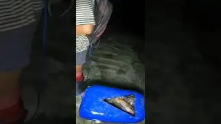 Nyuluh Menombak ikan malam hari 