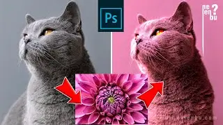 Match Color and Desaturation Tool - Photoshop Tutorials