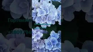 Гортензія Флорентіна Блю - початок фієричного квітування ...