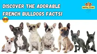 What You Don't Know About French Bulldogs Will Shock You!
