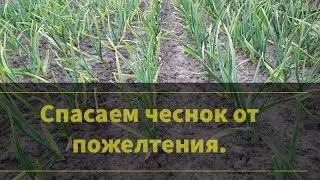 Подкормка чеснока весной - фундамент большого урожая!