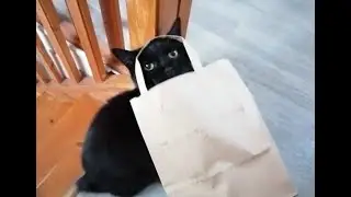 A cat in a bag !