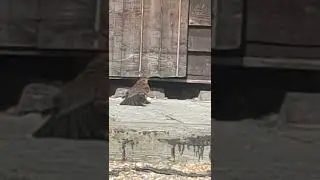 Thrush Bird in garden