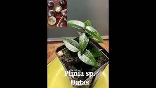 25 unique fruits you never heard of / tropical fruit trees you can grow in containers