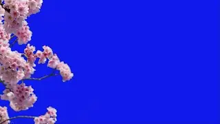 Cherry Blossom  video-HD with Japanese Music  green screen