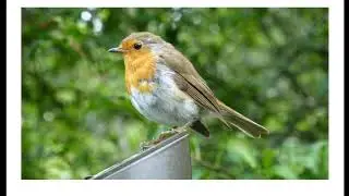 Most Stunningly Beautiful Birds in the World