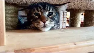 Перезагрузка последнего видео✨Про кота, про любовь✨Поймать звезду