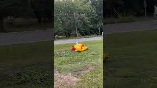 Lady Takes an Unexpected Tumble Chickens Racing