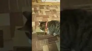 хозяева кота Яши развлекаются