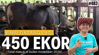 450 NEW CATTLE ENTERED