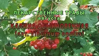 Лекарственные растения августа "Калина обыкновенная"