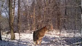 Coyote