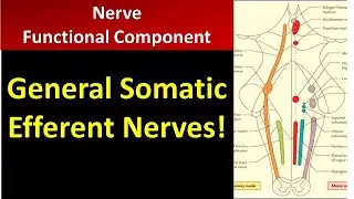 Beyond the Basics: Exploring the Functionality of General Somatic Efferent Nerves!