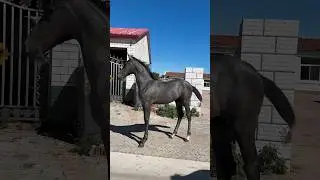 😍😍 #music #edm #bass #remix #dubstep #horse #funnyanimal #humor #fashion #funnyhorse