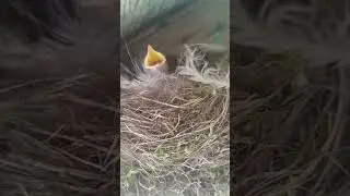 У НАС ЗАВЕЛИСЬ ПТЕНЦЫ НАД ДВЕРЬЮ