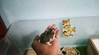 Evcil hamster Gonzales