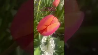 Spring Blooms, Tulips|