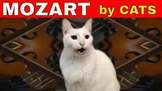 Cats Sing Classical Music  - Mozart - Eine Kleine - Cats Version