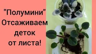 Фиалки! Подросли детки у сортов 