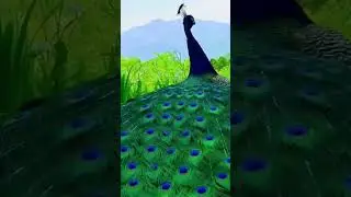 Чудо природы,павлин 🦚🦚🦚 